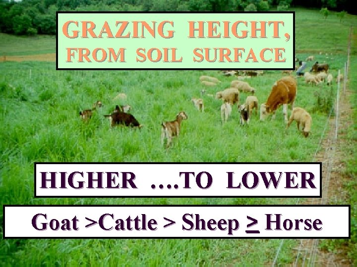 GRAZING HEIGHT, FROM SOIL SURFACE HIGHER …. TO LOWER Goat >Cattle > Sheep >