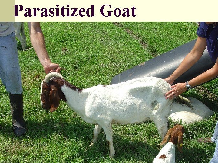 Parasitized Goat 