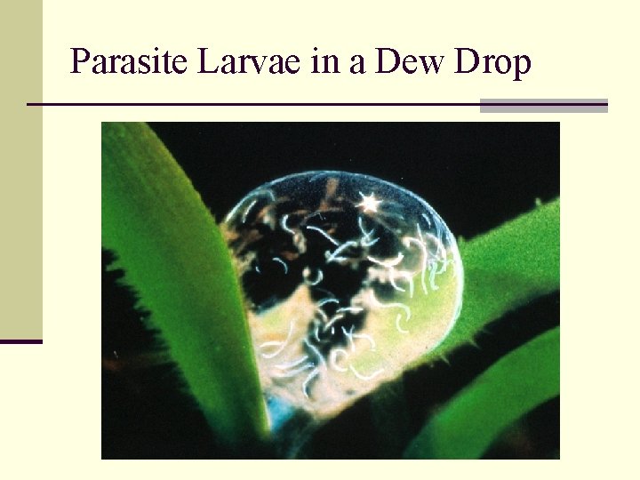 Parasite Larvae in a Dew Drop 