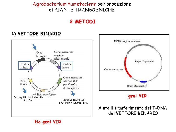 Agrobacterium tumefaciens per produzione di PIANTE TRANSGENICHE 2 METODI 1) VETTORE BINARIO Per amplificare