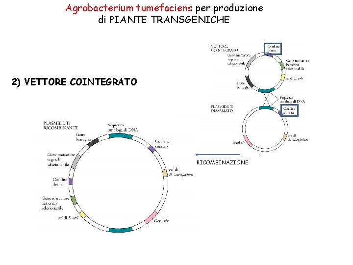 Agrobacterium tumefaciens per produzione di PIANTE TRANSGENICHE 2) VETTORE COINTEGRATO RICOMBINAZIONE 