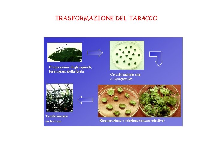 TRASFORMAZIONE DEL TABACCO 