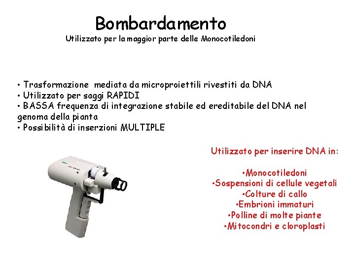 Bombardamento Utilizzato per la maggior parte delle Monocotiledoni • Trasformazione mediata da microproiettili rivestiti