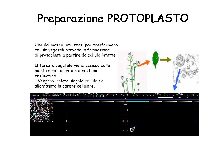 Preparazione PROTOPLASTO 