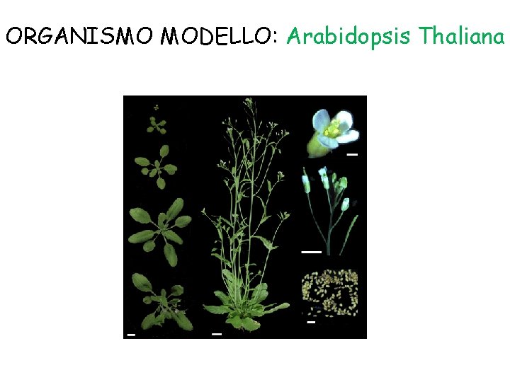 ORGANISMO MODELLO: Arabidopsis Thaliana 