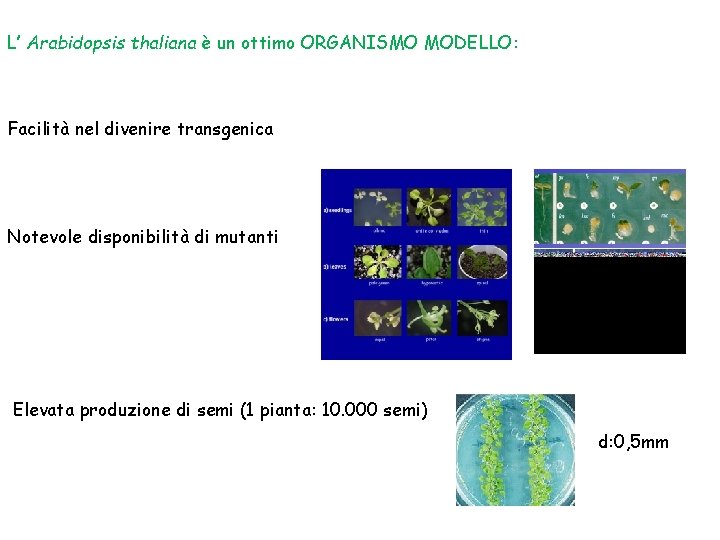 L’ Arabidopsis thaliana è un ottimo ORGANISMO MODELLO: Facilità nel divenire transgenica Notevole disponibilità