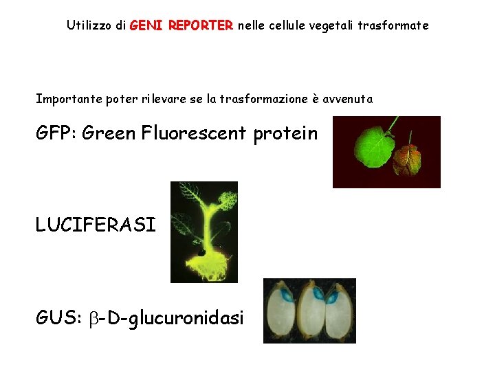 Utilizzo di GENI REPORTER nelle cellule vegetali trasformate Importante poter rilevare se la trasformazione