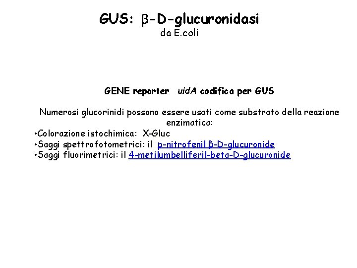 GUS: -D-glucuronidasi da E. coli GENE reporter uid. A codifica per GUS Numerosi glucorinidi