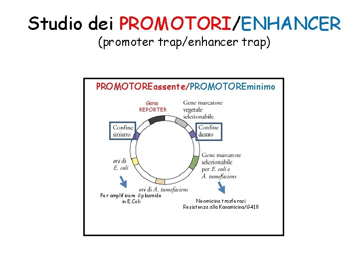 Studio dei PROMOTORI/ENHANCER (promoter trap/enhancer trap) PROMOTOREassente/PROMOTOREminimo Gene REPORTER Per amplificare il plasmide in