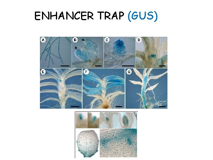 ENHANCER TRAP (GUS) 