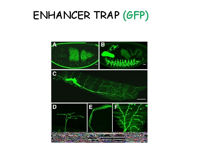 ENHANCER TRAP (GFP) 