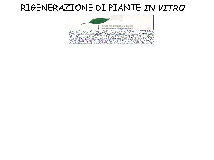 RIGENERAZIONE DI PIANTE IN VITRO 