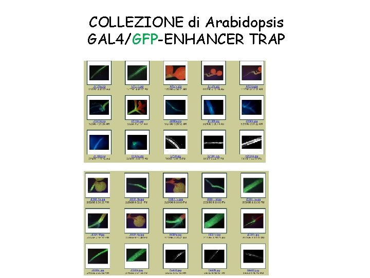 COLLEZIONE di Arabidopsis GAL 4/GFP-ENHANCER TRAP 