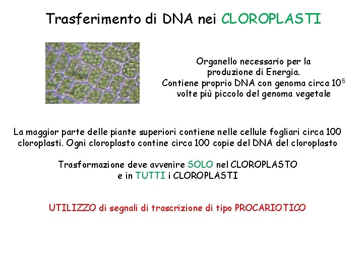 Trasferimento di DNA nei CLOROPLASTI Organello necessario per la produzione di Energia. Contiene proprio