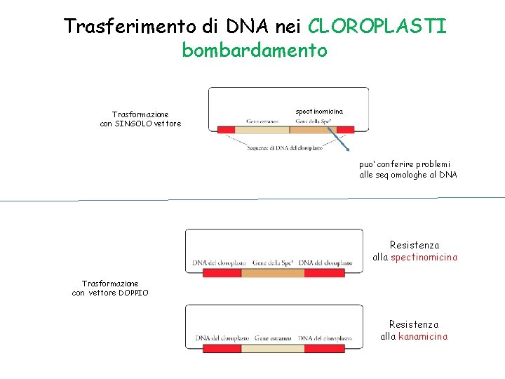 Trasferimento di DNA nei CLOROPLASTI bombardamento Trasformazione con SINGOLO vettore spectinomicina puo’ conferire problemi