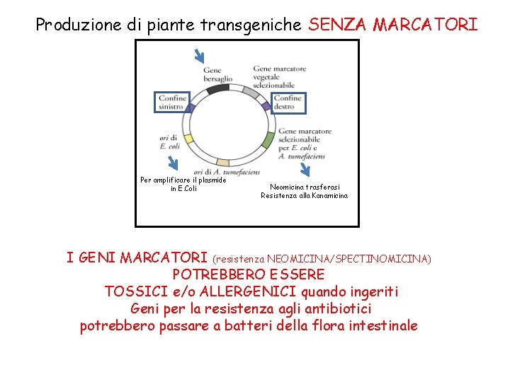 Produzione di piante transgeniche SENZA MARCATORI Per amplificare il plasmide in E. Coli Neomicina