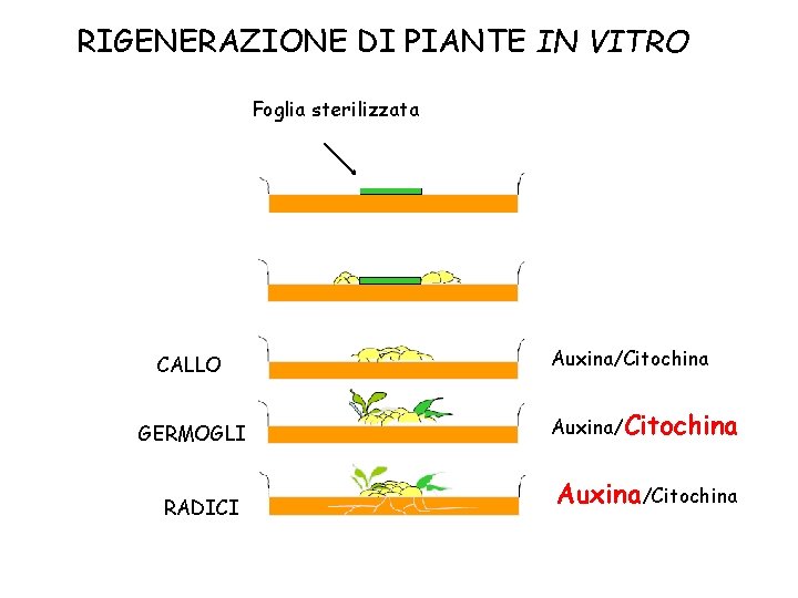 RIGENERAZIONE DI PIANTE IN VITRO Foglia sterilizzata CALLO GERMOGLI RADICI Auxina/Citochina 