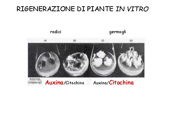 RIGENERAZIONE DI PIANTE IN VITRO radici Auxina/Citochina germogli Auxina/Citochina 