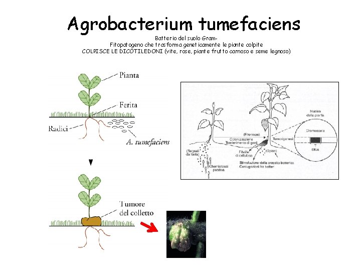 Agrobacterium tumefaciens Batterio del suolo Gram. Fitopatogeno che trasforma geneticamente le piante colpite COLPISCE