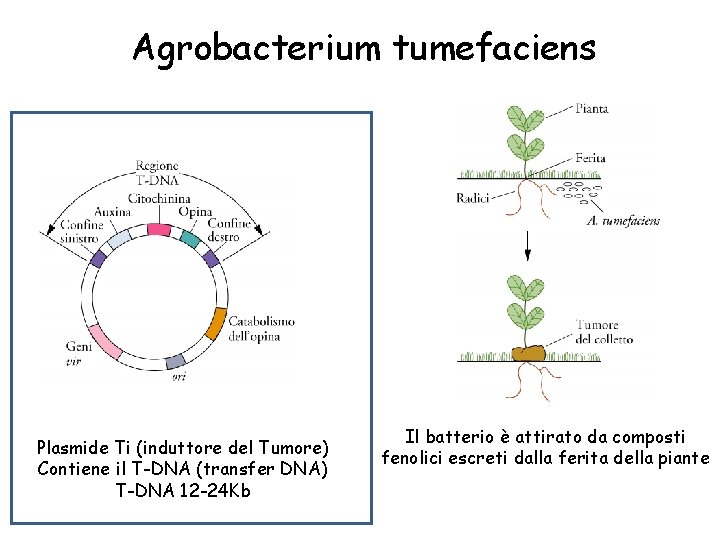 Agrobacterium tumefaciens Plasmide Ti (induttore del Tumore) Contiene il T-DNA (transfer DNA) T-DNA 12