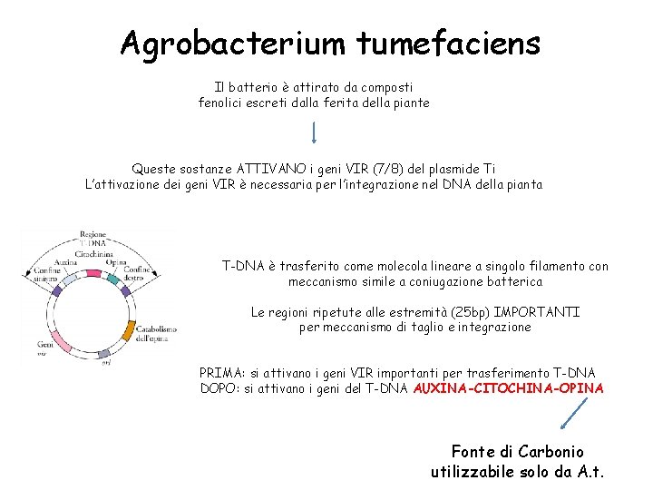 Agrobacterium tumefaciens Il batterio è attirato da composti fenolici escreti dalla ferita della piante