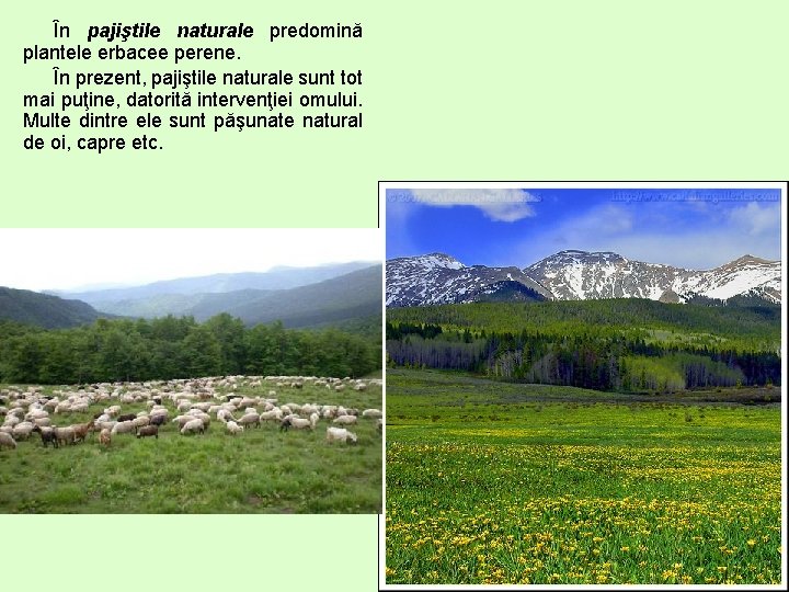 În pajiştile naturale predomină plantele erbacee perene. În prezent, pajiştile naturale sunt tot mai