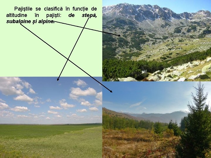 Pajiştile se clasifică în funcţie de altitudine în pajişti: de stepă, subalpine şi alpine.