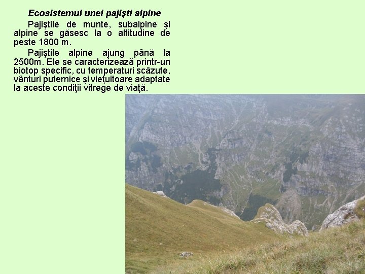 Ecosistemul unei pajişti alpine Pajiştile de munte, subalpine şi alpine se găsesc la o
