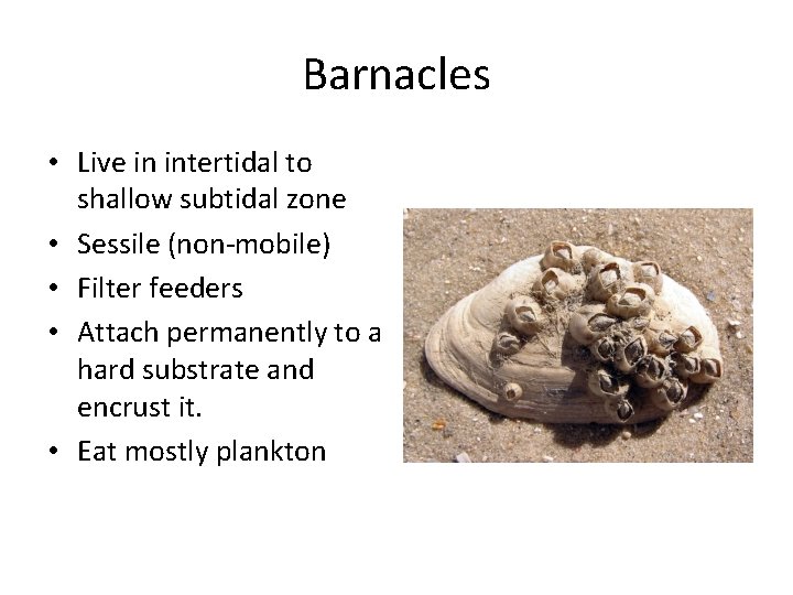 Barnacles • Live in intertidal to shallow subtidal zone • Sessile (non-mobile) • Filter