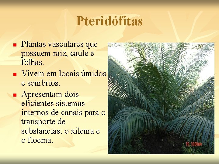 Pteridófitas n n n Plantas vasculares que possuem raiz, caule e folhas. Vivem em