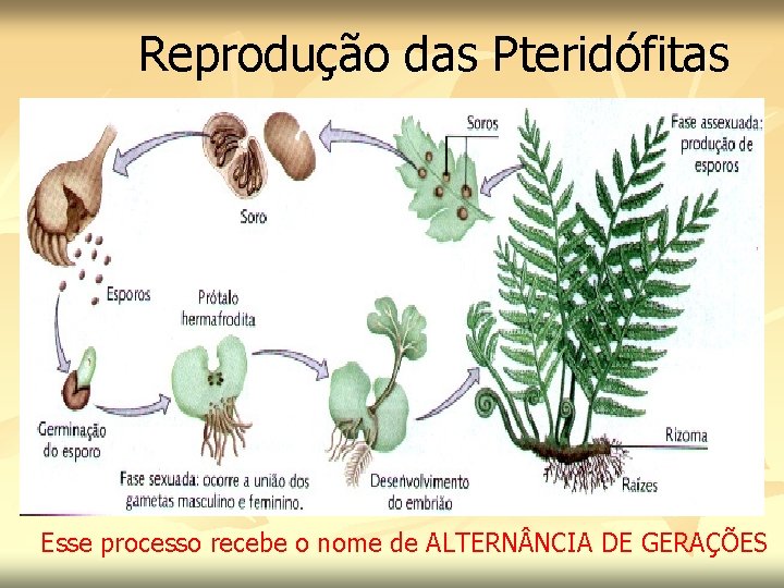Reprodução das Pteridófitas Esse processo recebe o nome de ALTERN NCIA DE GERAÇÕES 