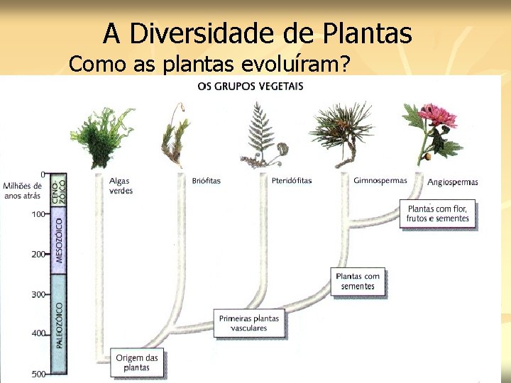A Diversidade de Plantas Como as plantas evoluíram? 