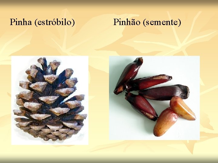 Pinha (estróbilo) Pinhão (semente) 