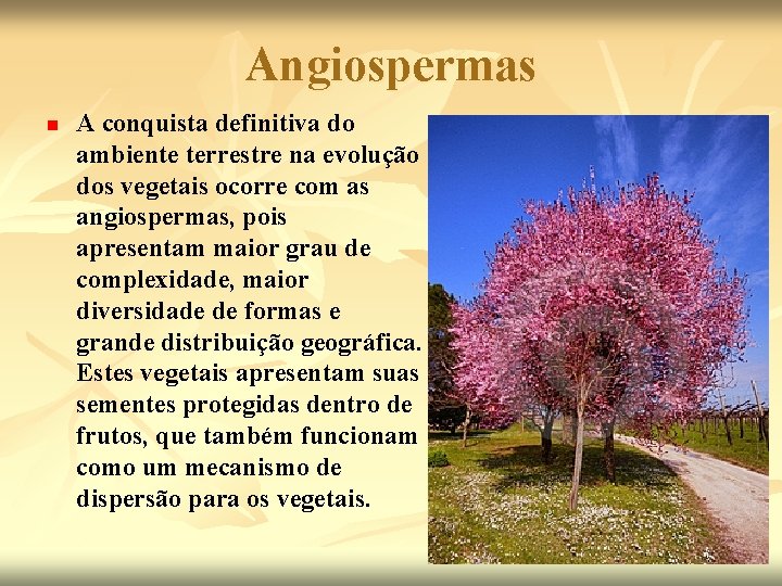 Angiospermas n A conquista definitiva do ambiente terrestre na evolução dos vegetais ocorre com