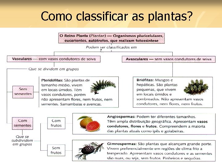 Como classificar as plantas? 