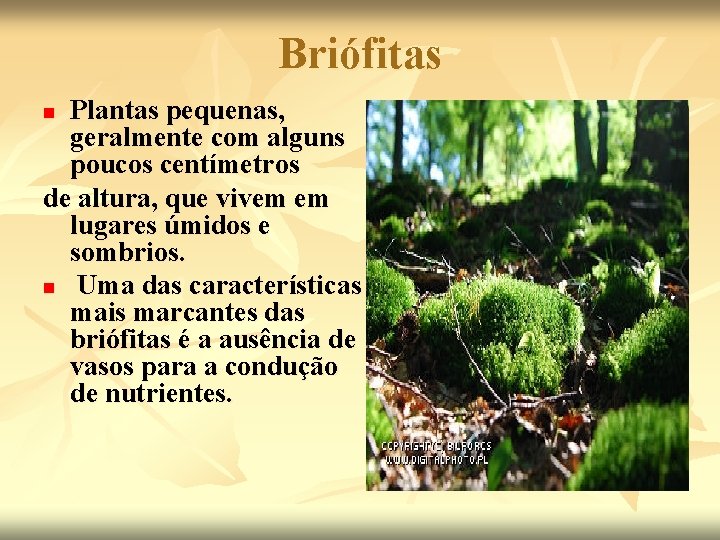 Briófitas Plantas pequenas, geralmente com alguns poucos centímetros de altura, que vivem em lugares