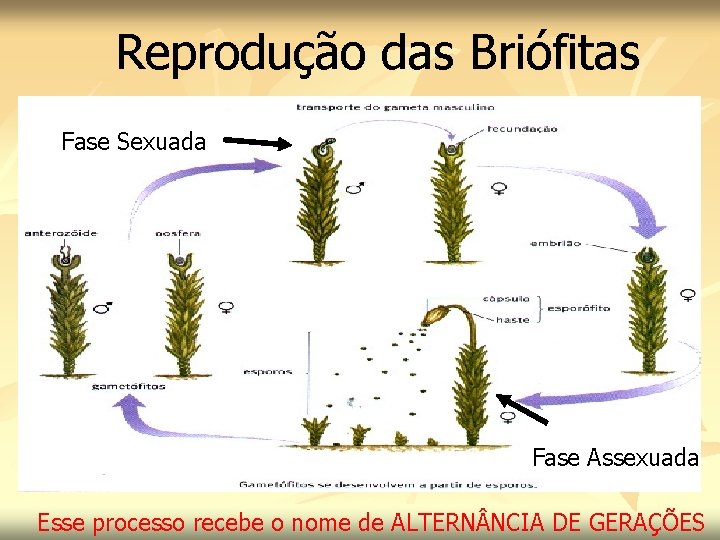 Reprodução das Briófitas Fase Sexuada Fase Assexuada Esse processo recebe o nome de ALTERN
