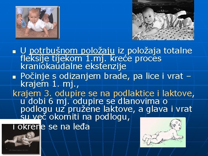 U potrbušnom položaju iz položaja totalne fleksije tijekom 1. mj. kreće proces kraniokaudalne ekstenzije
