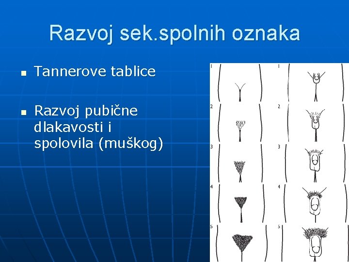 Razvoj sek. spolnih oznaka n n Tannerove tablice Razvoj pubične dlakavosti i spolovila (muškog)