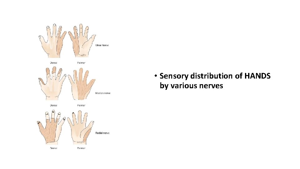  • Sensory distribution of HANDS by various nerves 