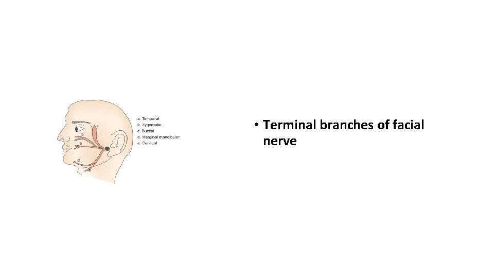  • Terminal branches of facial nerve 