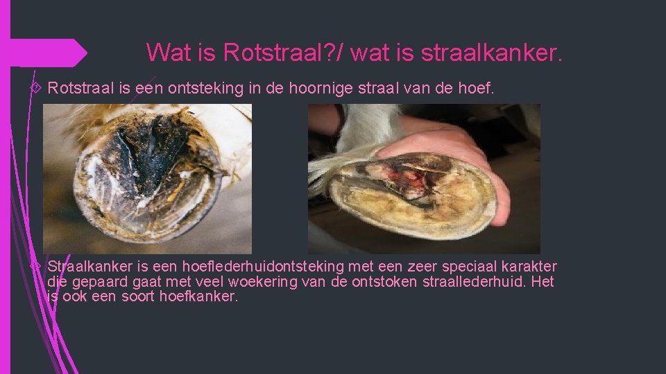 Wat is Rotstraal? / wat is straalkanker. Rotstraal is een ontsteking in de hoornige Wat is Rotstraal? / wat is straalkanker. Rotstraal is een ontsteking in de hoornige