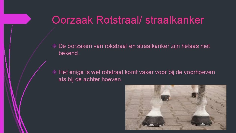 Oorzaak Rotstraal/ straalkanker De oorzaken van rokstraal en straalkanker zijn helaas niet bekend. Het Oorzaak Rotstraal/ straalkanker De oorzaken van rokstraal en straalkanker zijn helaas niet bekend. Het