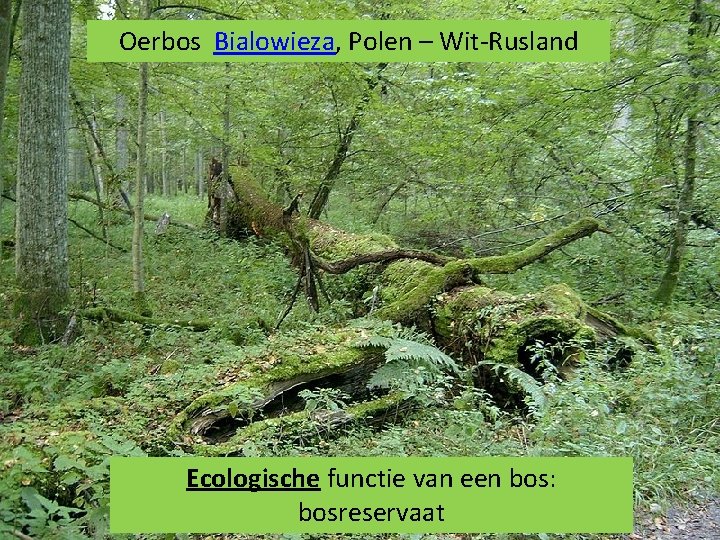 Oerbos Bialowieza, Polen – Wit-Rusland Ecologische functie van een bos: bosreservaat 