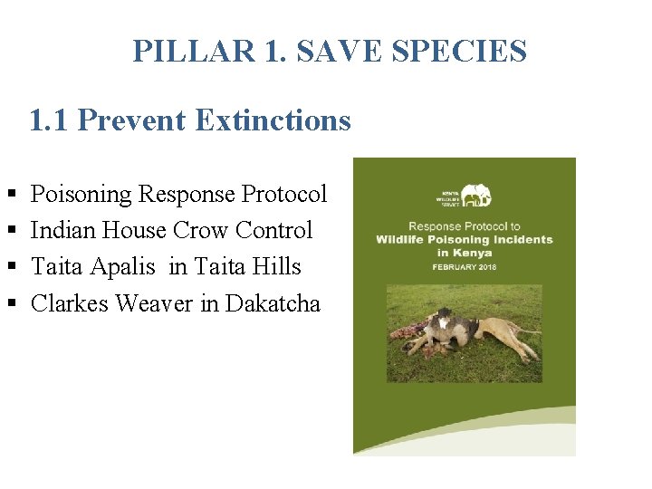 PILLAR 1. SAVE SPECIES 1. 1 Prevent Extinctions § § Poisoning Response Protocol Indian