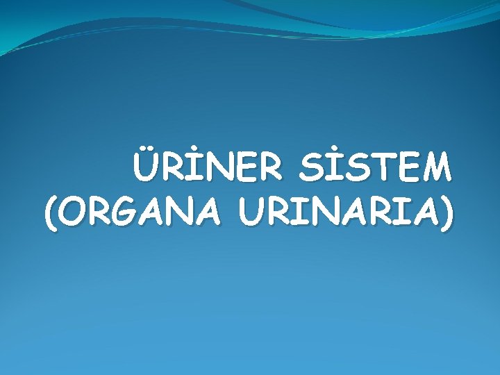 ÜRİNER SİSTEM (ORGANA URINARIA) 