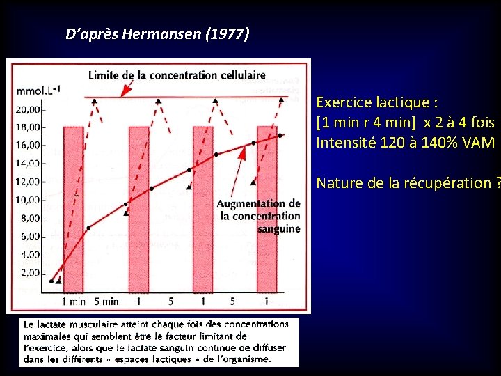 D’après Hermansen (1977) Exercice lactique : [1 min r 4 min] x 2 à