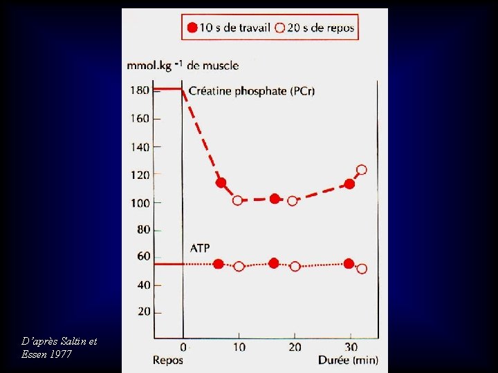 D’après Saltin et Essen 1977 