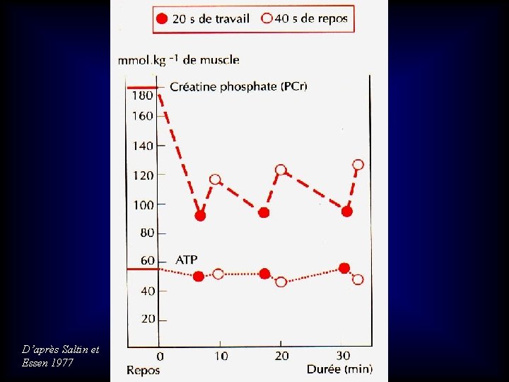 D’après Saltin et Essen 1977 