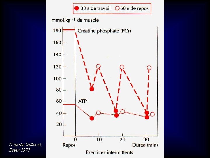 D’après Saltin et Essen 1977 